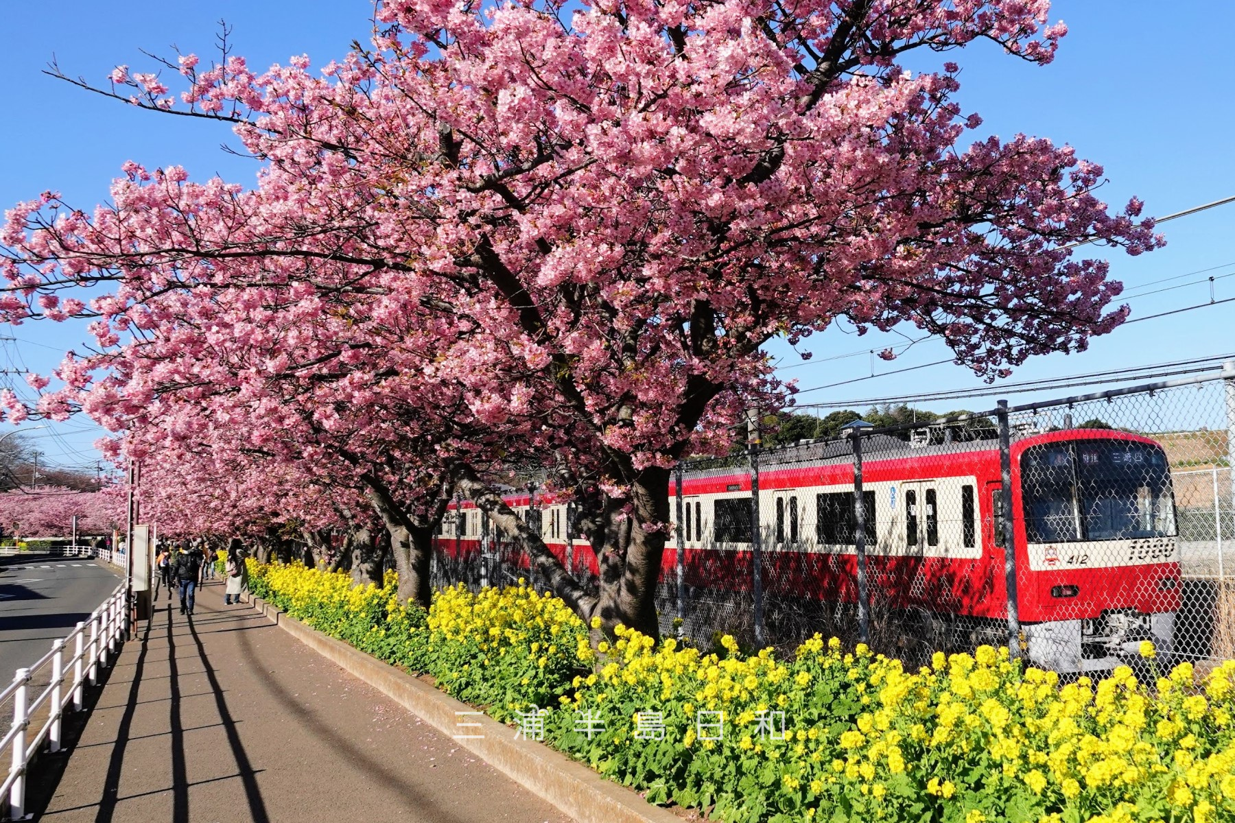 三浦海岸河津桜並木・京急新1000形電車（撮影日：2023.02.28）