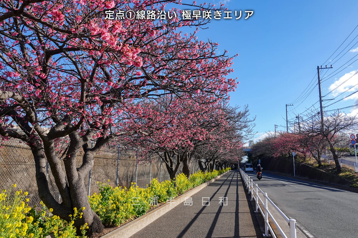 三浦海岸河津桜・開花状況-1-caption（撮影日：2025.02.07）