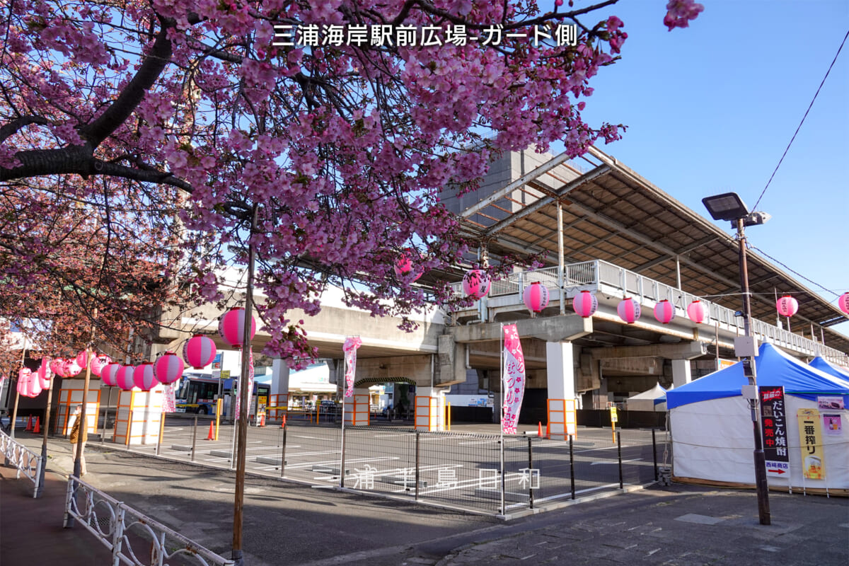 三浦海岸駅前広場-ガード側・河津桜開花状況（撮影日：2025.02.21）