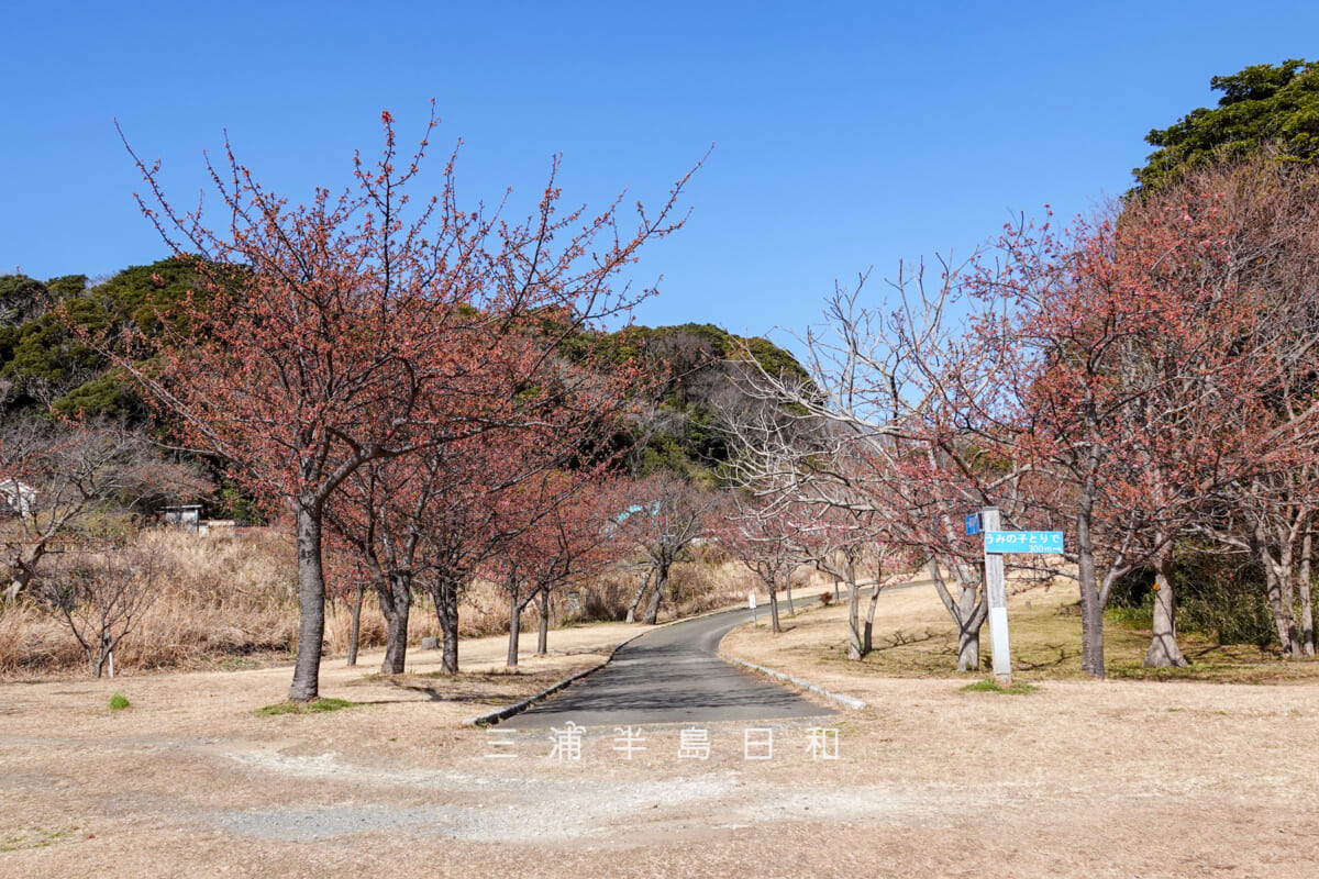 県立観音崎公園-花の広場・つぼみがだいぶ色づいてきた河津桜エリア（撮影日：2025.02.14）