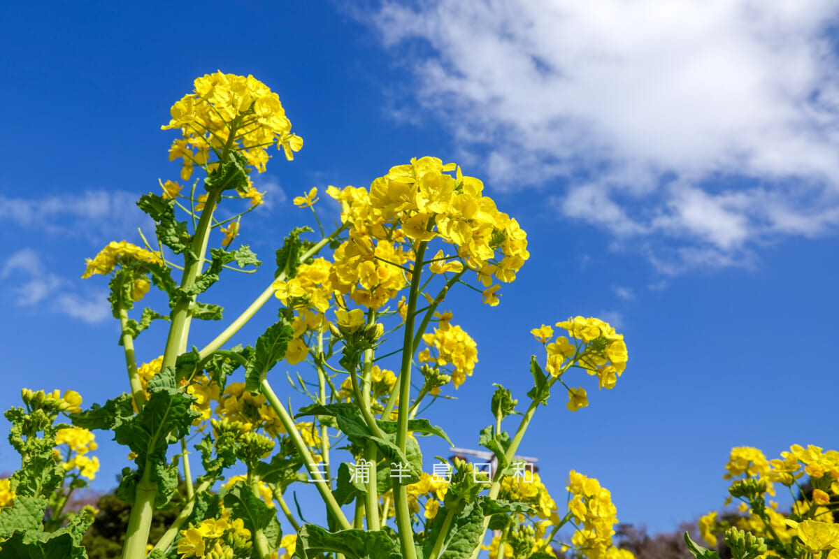 県立観音崎公園-花の広場・見ごろの菜の花（アップ）（撮影日：2025.02.14）