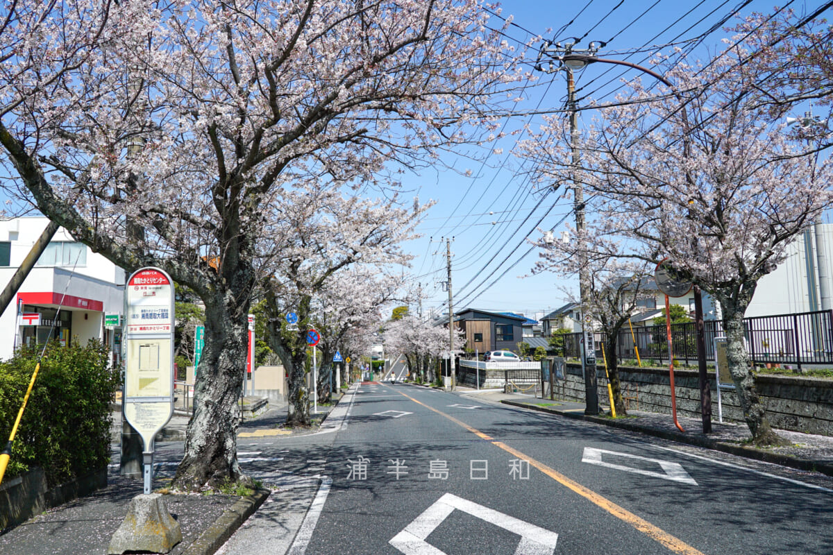 湘南鷹取桜並木・湘南たかとりセンターバス停前（撮影日：2023.03.30）