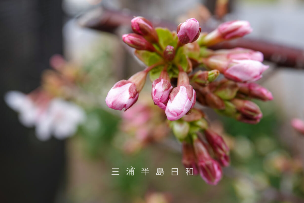 鶴岡八幡宮-若宮大路・ピンク色に色づいた花びらが見えてきた玉縄桜のつぼみ（鎌倉郵便局前）（撮影日：2025.02.21）