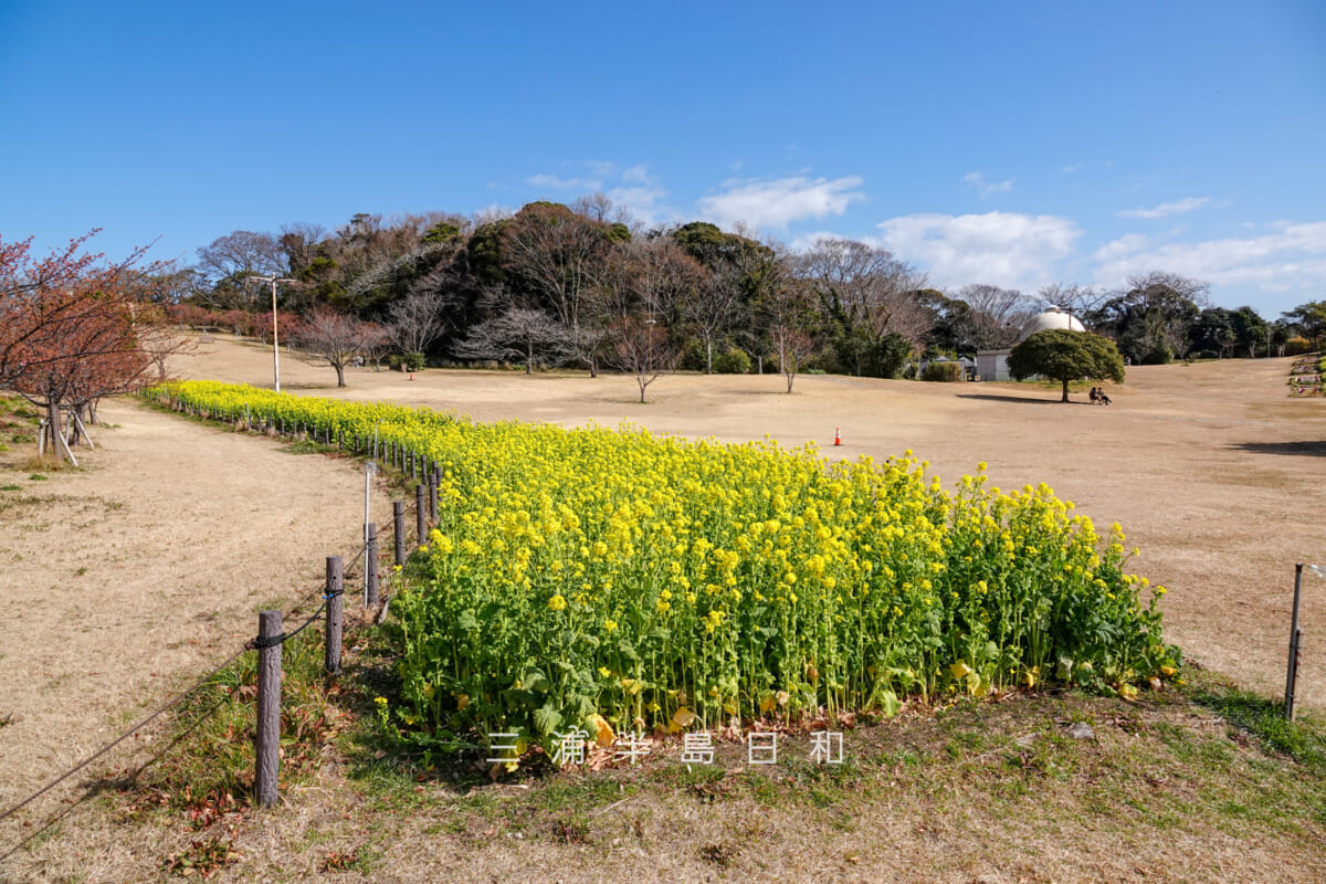 県立観音崎公園-花の広場・見ごろの菜の花畑（撮影日：2025.02.14）