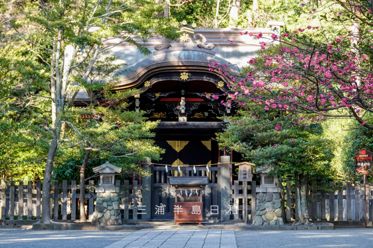 鶴岡八幡宮・白旗神社参道沿いの紅梅（撮影日：2025.02.07）