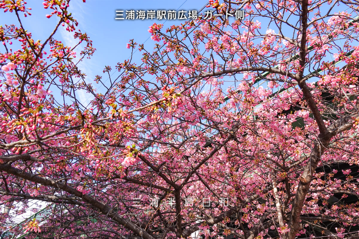 三浦海岸駅前広場-ガード側（見上げる）・河津桜開花状況（撮影日：2025.02.21）