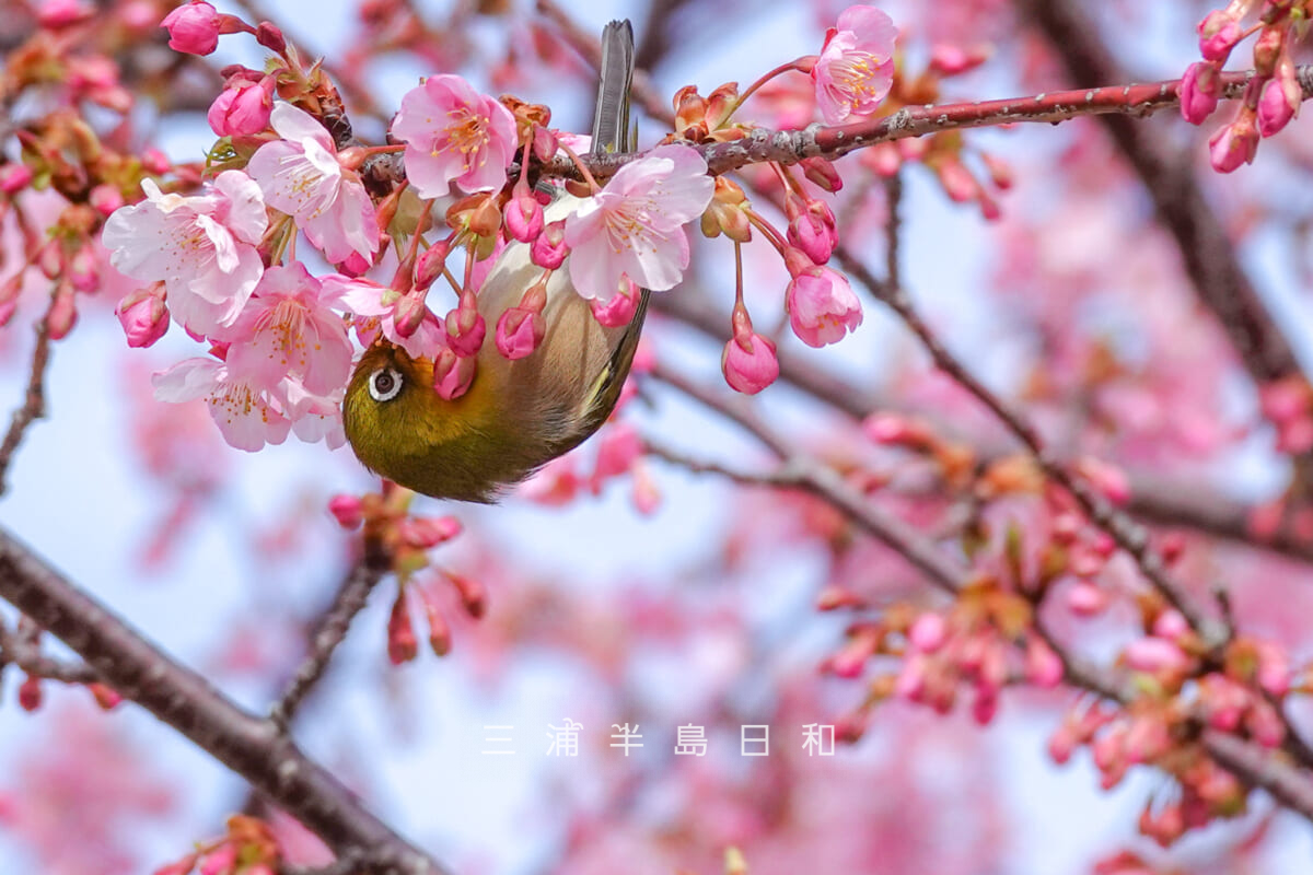 県立観音崎公園-花の広場・河津桜の蜜を吸うメジロ（撮影日：2025.02.21）