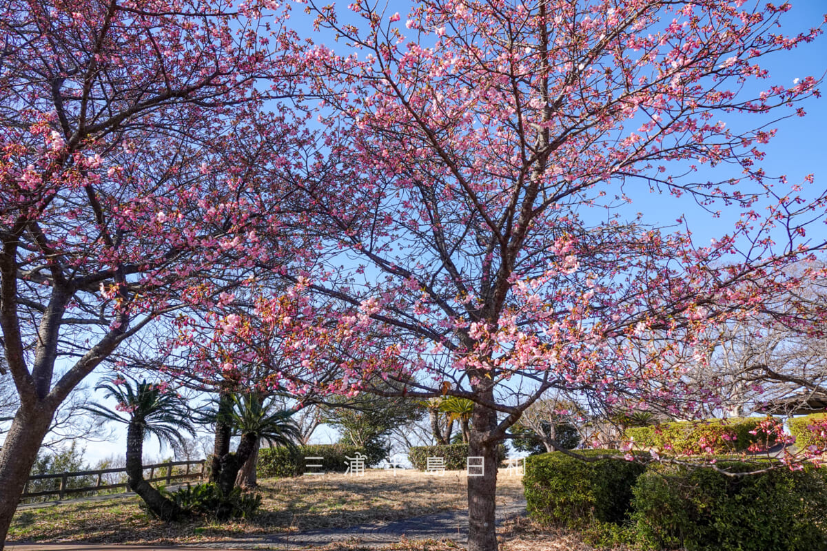 大崎公園・五分咲きくらいまで開花した河津桜（撮影日：2025.02.14）