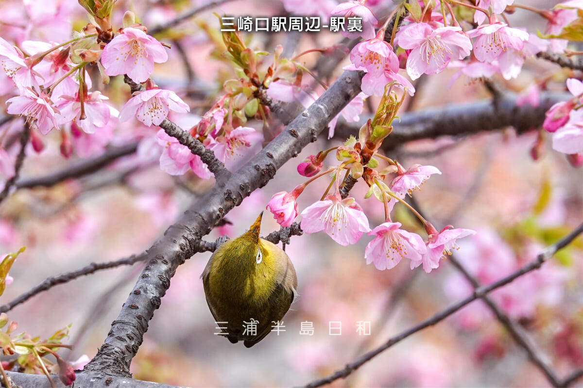 三崎口駅周辺-駅裏（アップ）・河津桜開花状況（撮影日：2025.02.21）