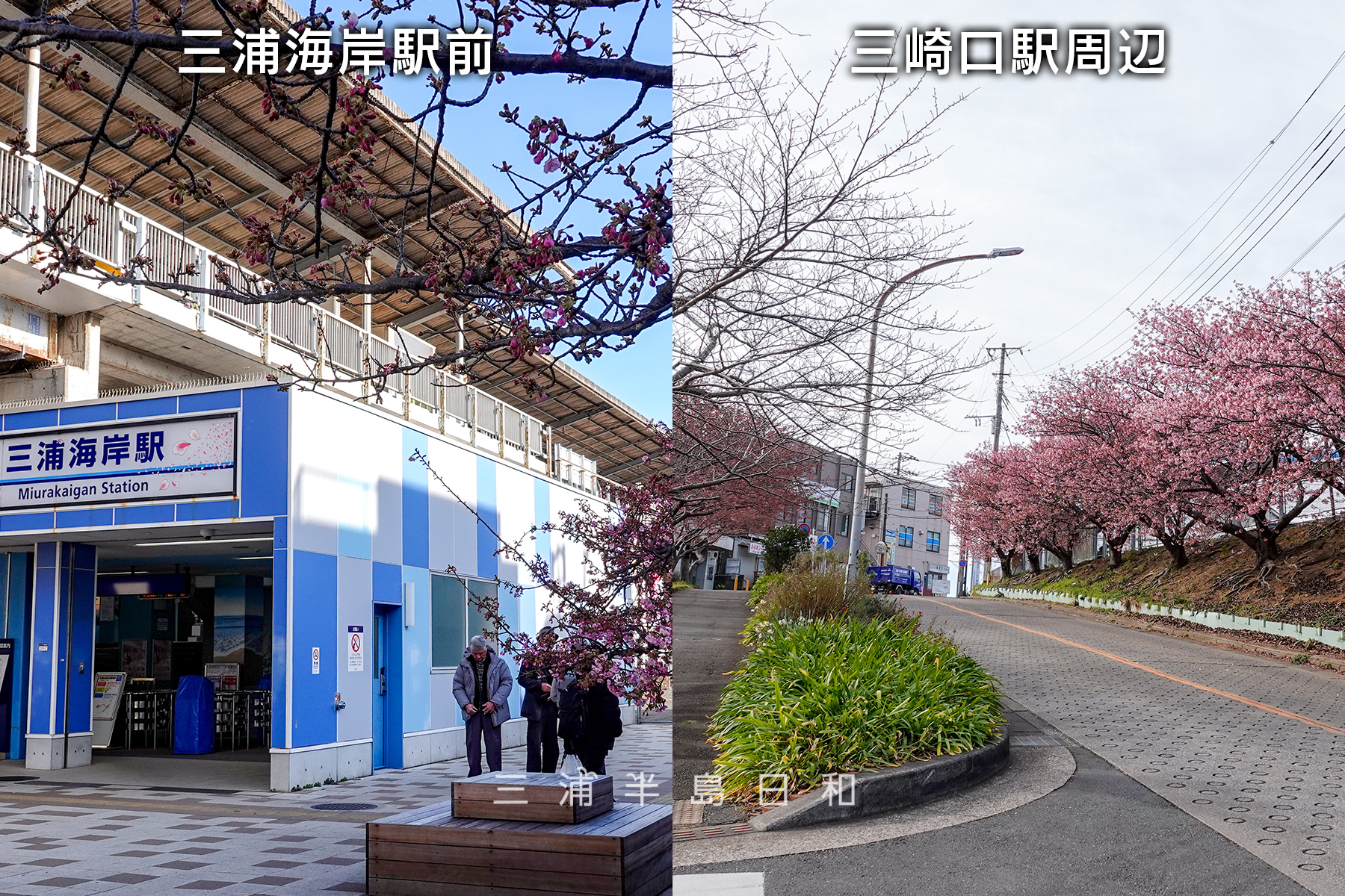 三浦海岸駅＆三崎口駅河津桜・開花状況（撮影日：2025.02.21）