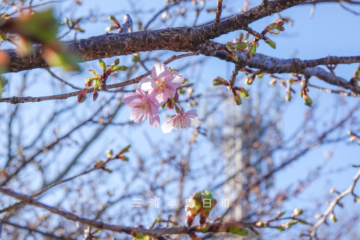 披露山公園・開花がはじまったばかりの河津桜（アップ）（撮影日：2025.02.14）