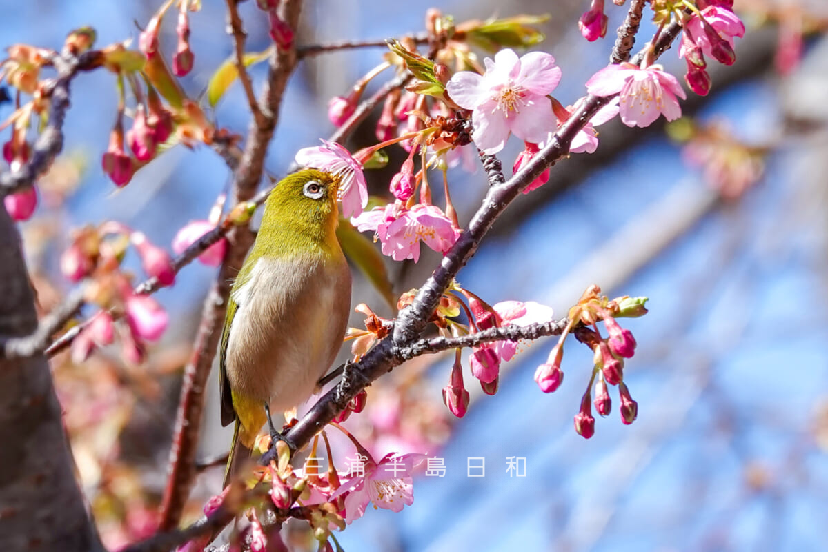 県立観音崎公園-花の広場・河津桜の蜜を吸うメジロ（撮影日：2025.02.14）