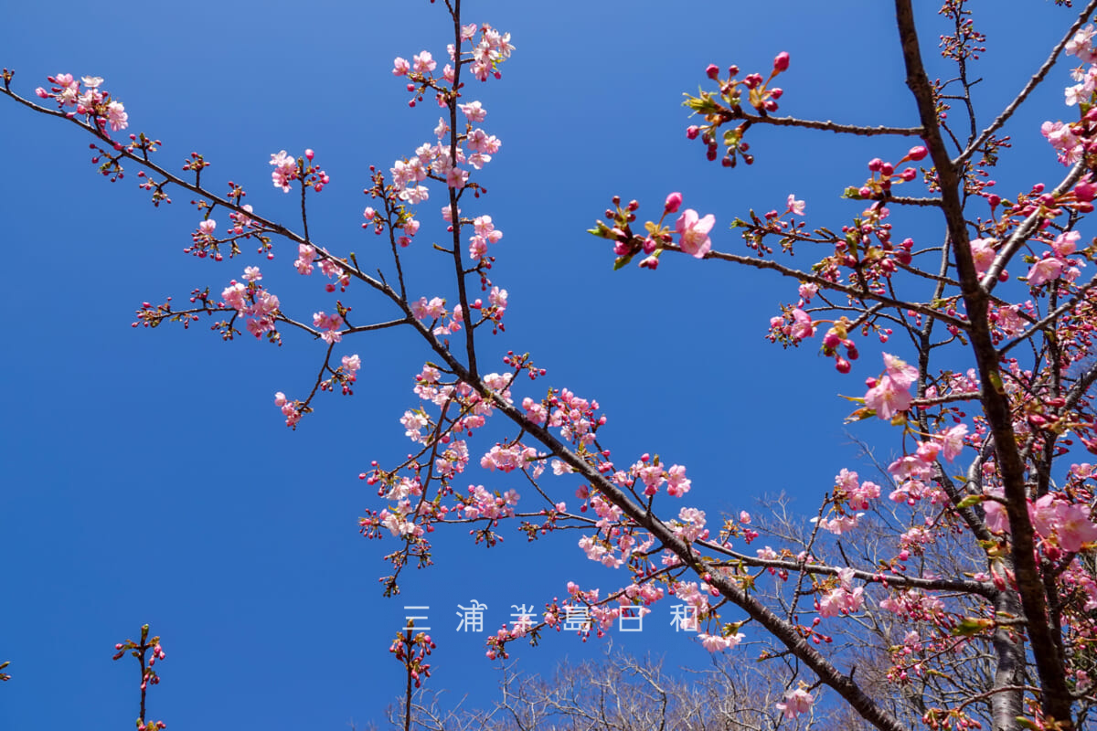 県立観音崎公園-花の広場・五分咲きくらいまで開花した河津桜の木（撮影日：2025.02.14）