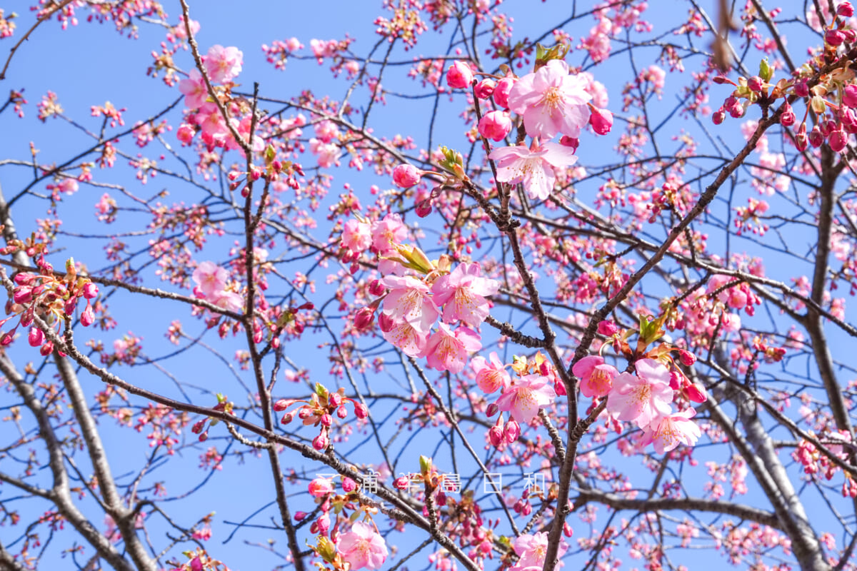 県立観音崎公園-花の広場・もうすぐ五分咲きの河津桜（撮影日：2025.02.14）