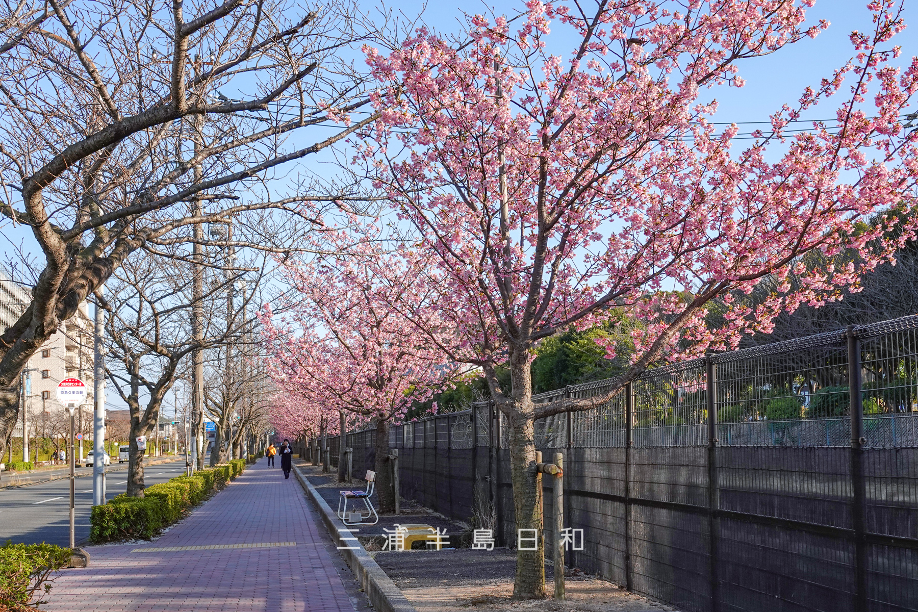 久里浜河津桜並木（テクノパーク・JVCケンウッド前）・久里浜行政センター前バス停前（撮影日：2025.02.27）