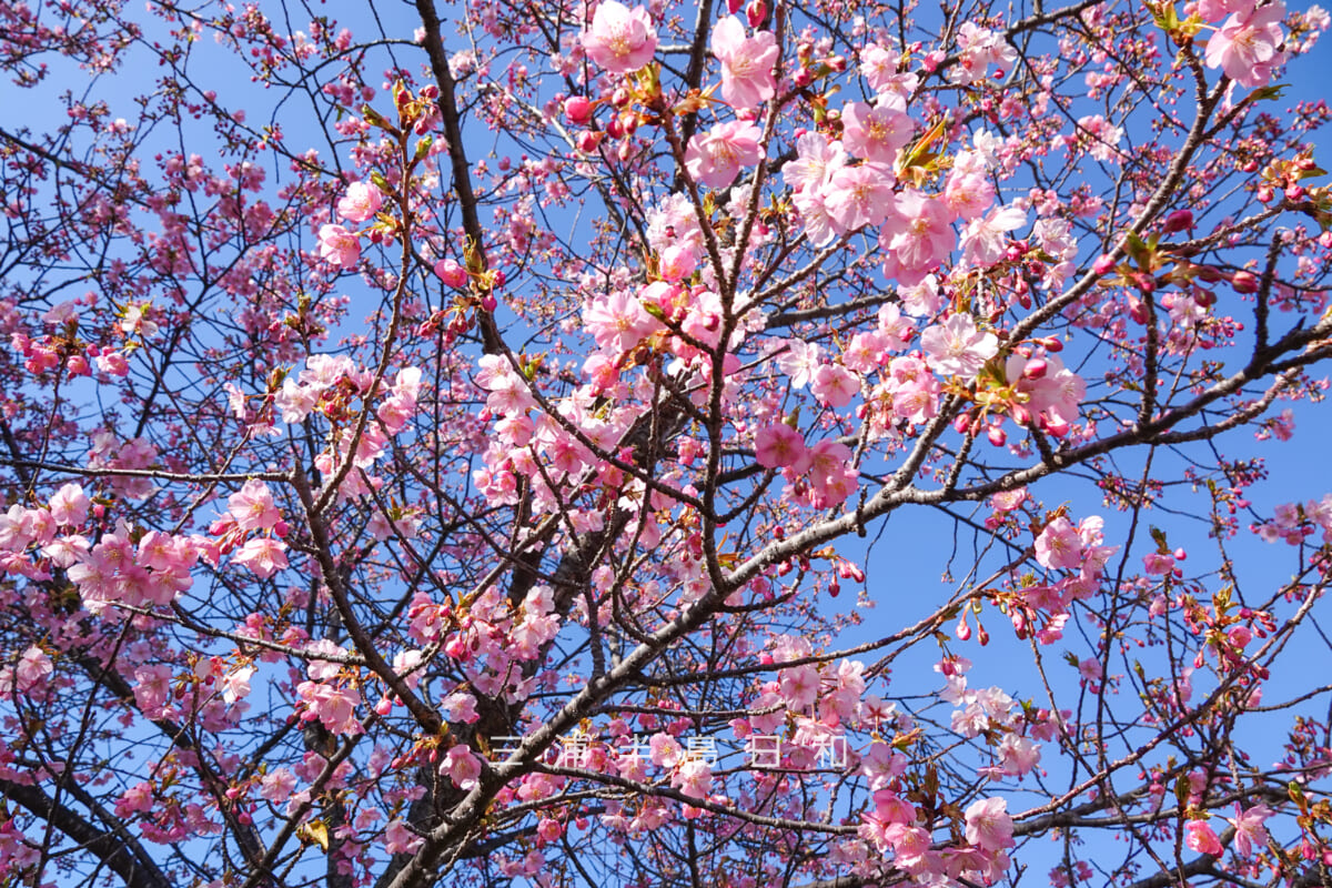 大崎公園・五分咲きくらいまで開花した河津桜（アップ）（撮影日：2025.02.14）