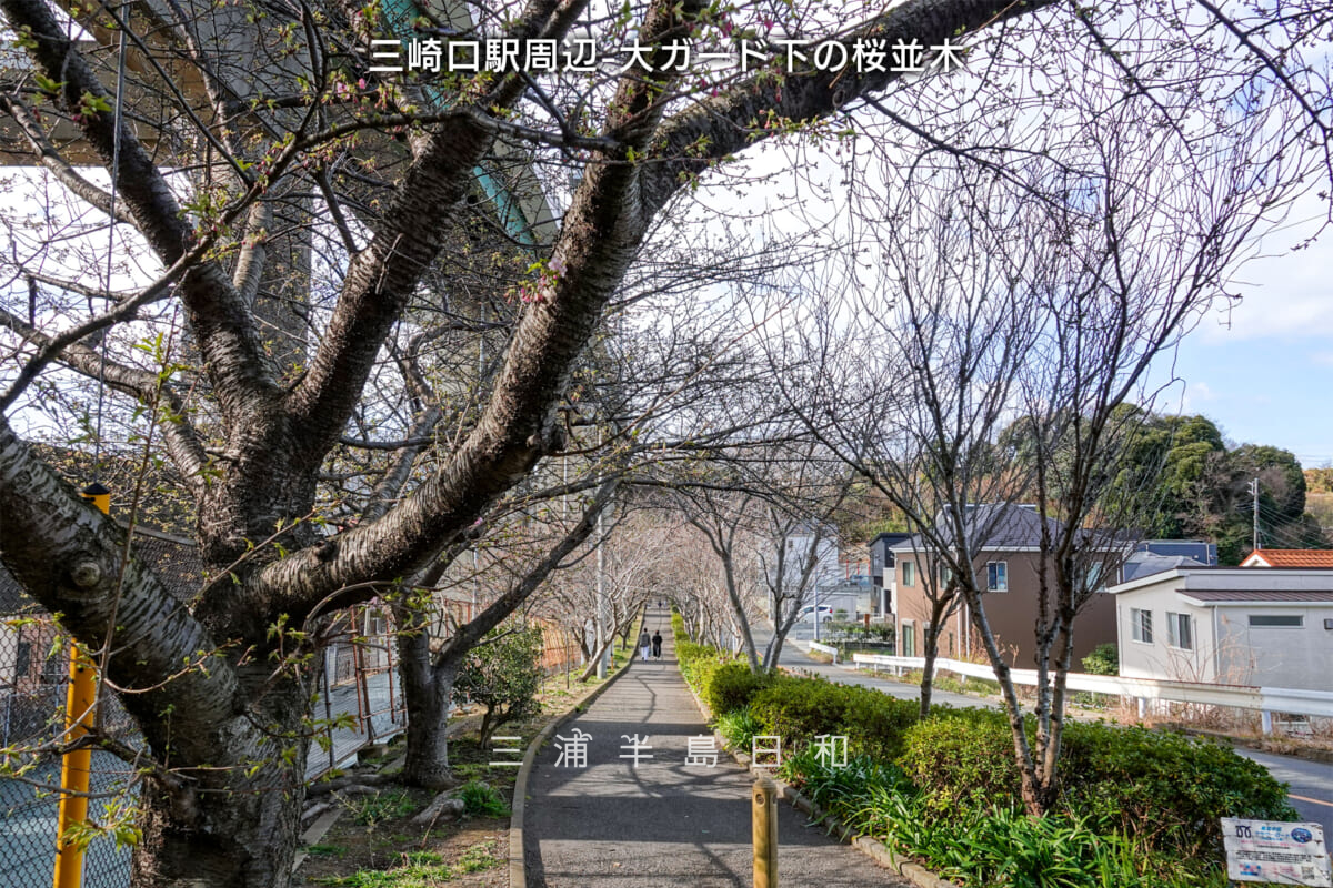 三崎口駅周辺-大ガード下の桜並木・河津桜開花状況（撮影日：2025.02.14）