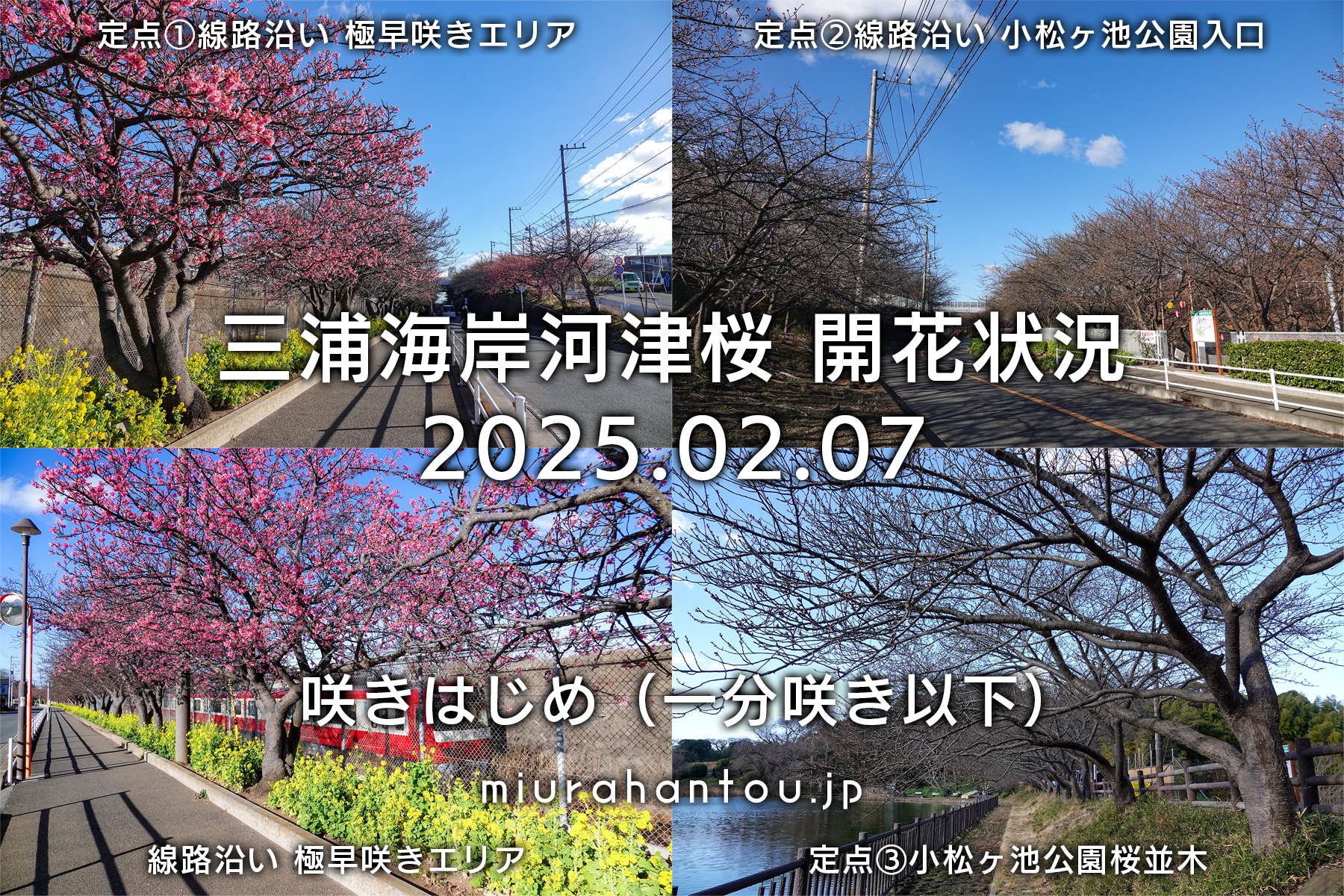 三浦海岸河津桜・開花状況（撮影日：2025.02.07）