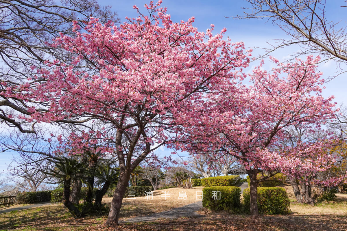 大崎公園・満開の河津桜（撮影日：2025.02.21）