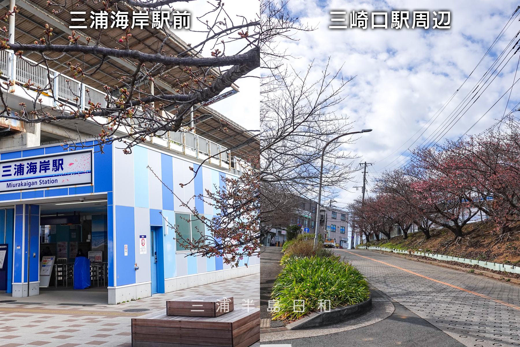 三浦海岸駅＆三崎口駅河津桜・開花状況（撮影日：2025.02.14）