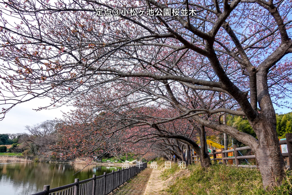 三浦海岸河津桜・開花状況-3（撮影日：2025.02.21）