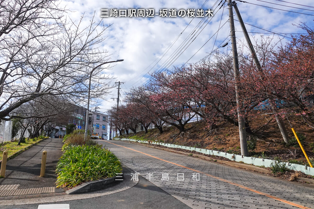 三崎口駅周辺-坂道の桜並木・河津桜開花状況（撮影日：2025.02.14）