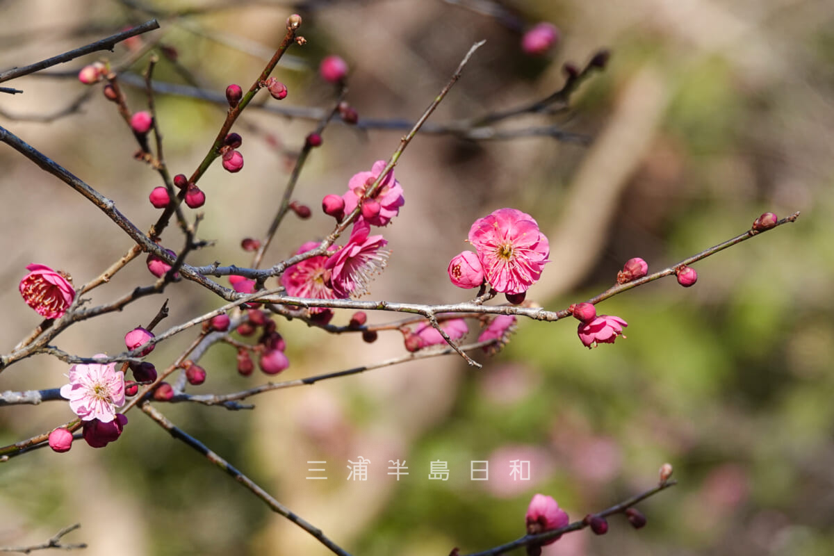 妙本寺・祖師堂横で咲く紅梅（撮影日：2025.01.31）