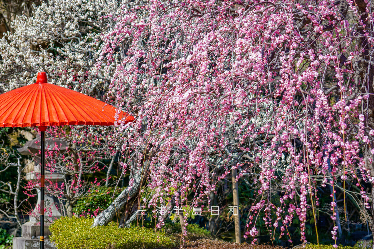 長谷寺・枝垂れ紅梅と赤い和傘（撮影日：2025.02.20）