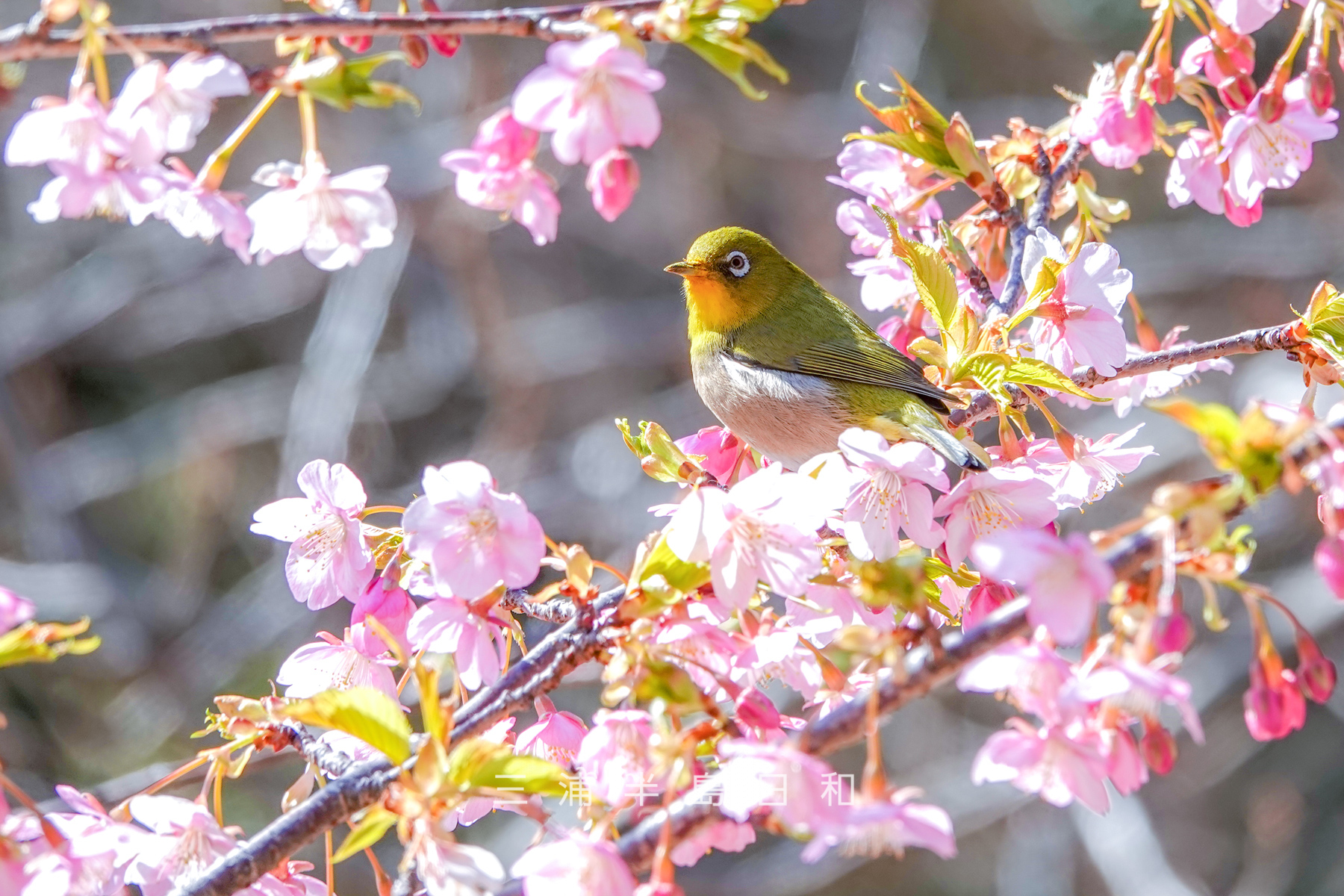 県立観音崎公園-花の広場・河津桜で羽を休めるメジロ（撮影日：2025.02.14）