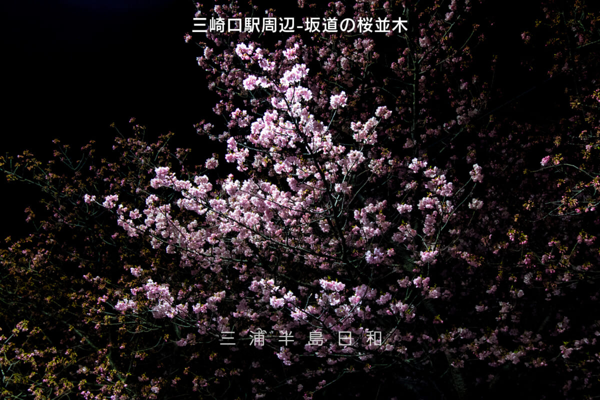 三崎口駅周辺-坂道の桜並木（街灯の灯りによる夜桜）・河津桜開花状況（アップ）（撮影日：2025.02.16）