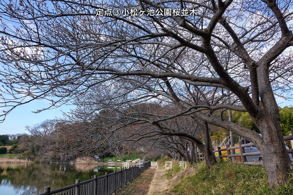 三浦海岸河津桜・開花状況（撮影日：2025.02.14）