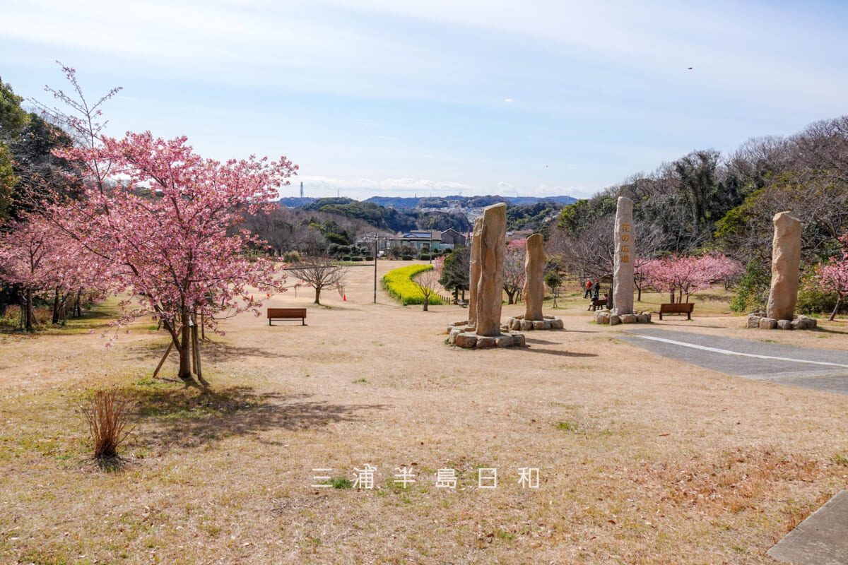 県立観音崎公園-花の広場・広場上部側（撮影日：2025.02.21）