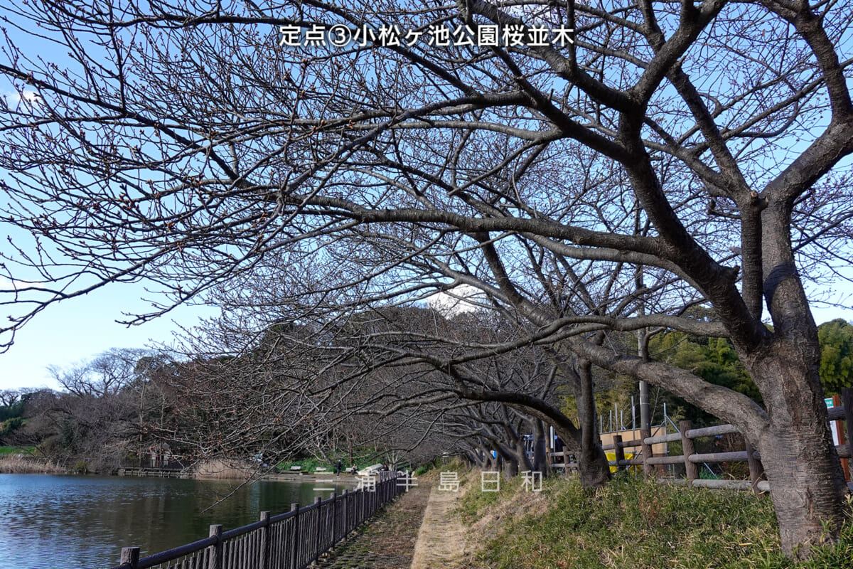 三浦海岸河津桜・開花状況-3-caption（撮影日：2025.02.07）