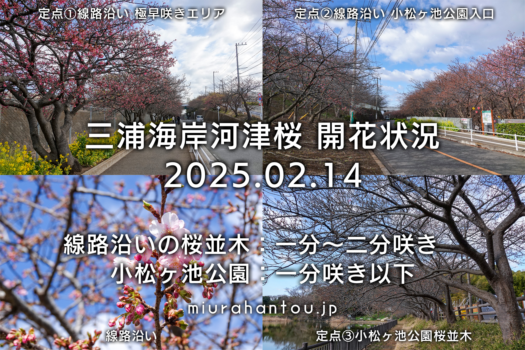 三浦海岸河津桜・開花状況（撮影日：2025.02.14）