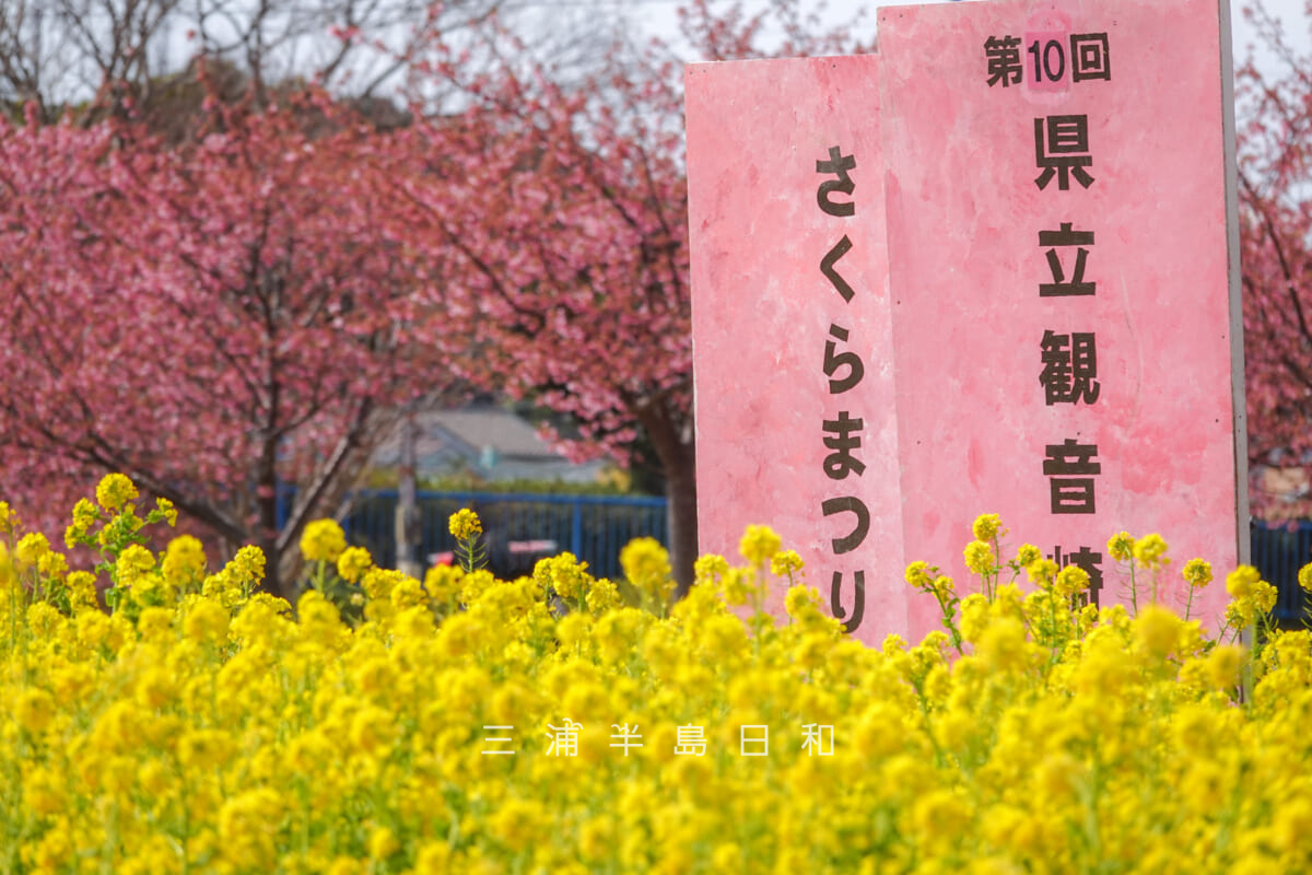 県立観音崎公園-花の広場・「県立観音崎公園さくらまつり」の看板（撮影日：2025.02.21）