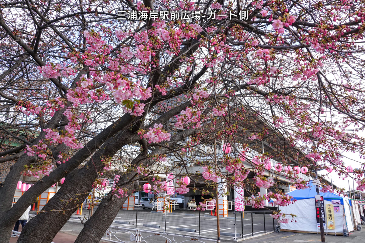 三浦海岸駅前広場-ガード側・河津桜開花状況（撮影日：2025.02.14）