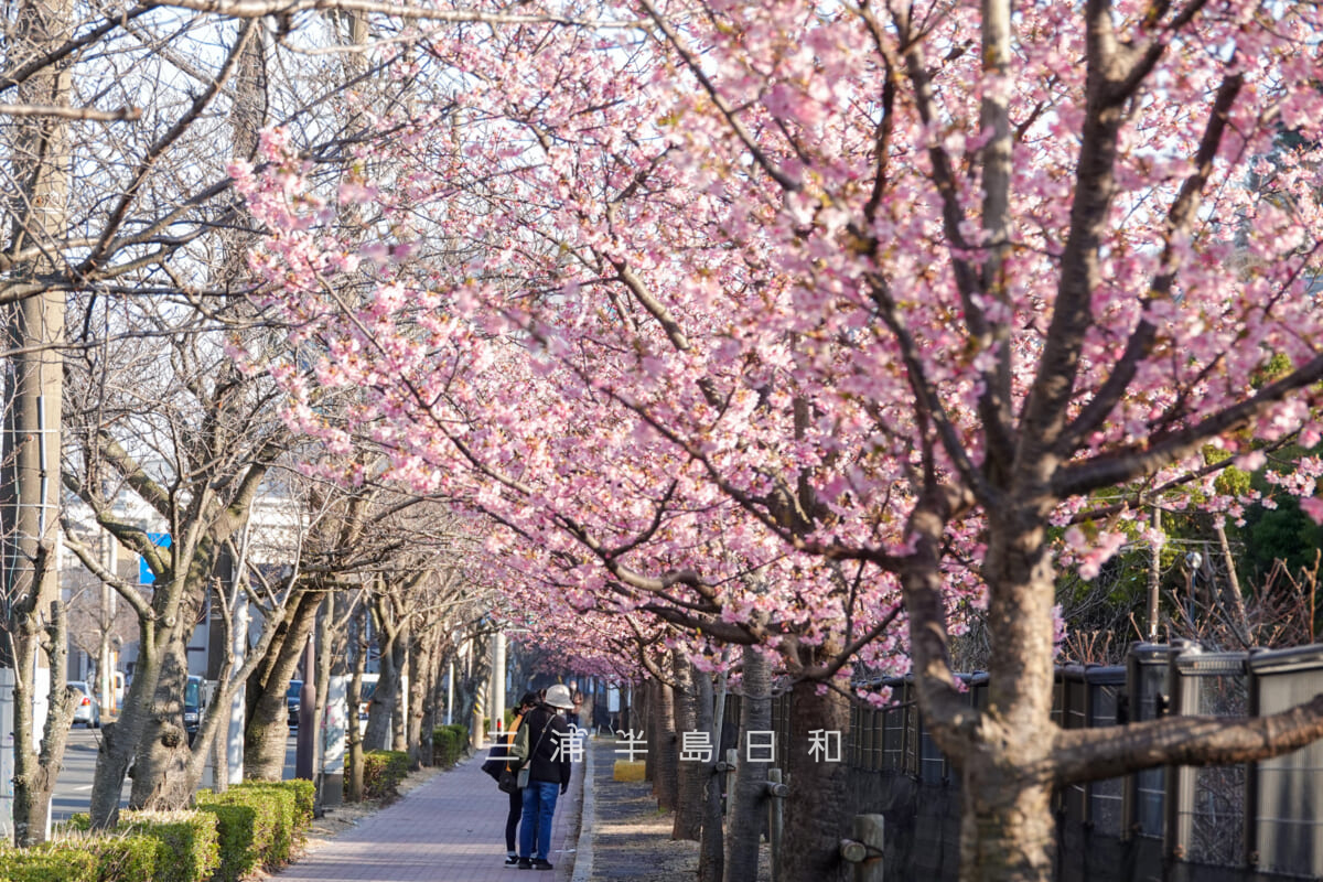 久里浜河津桜並木（テクノパーク前）| 横須賀屈指の河津桜の穴場スポット