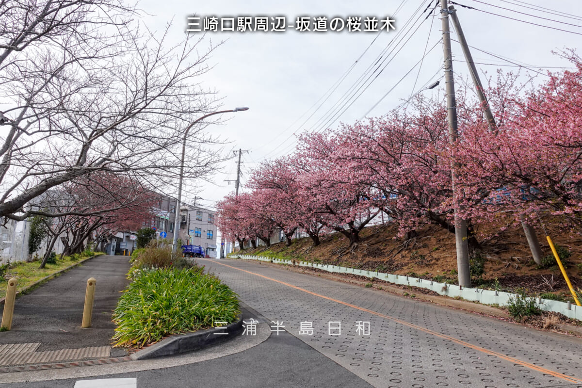 三崎口駅周辺-坂道の桜並木・河津桜開花状況（撮影日：2025.02.21）