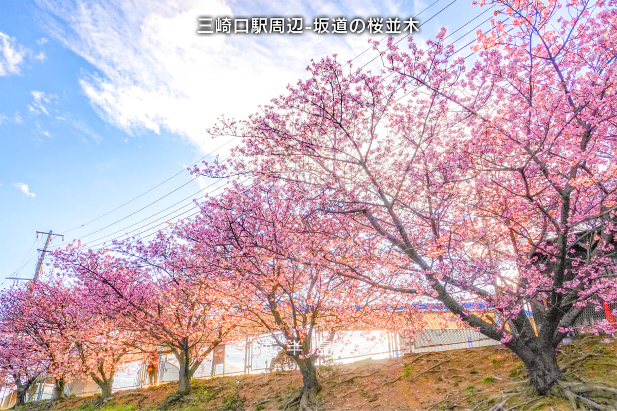 三崎口駅周辺-坂道の桜並木・河津桜開花状況（撮影日：2025.02.23）