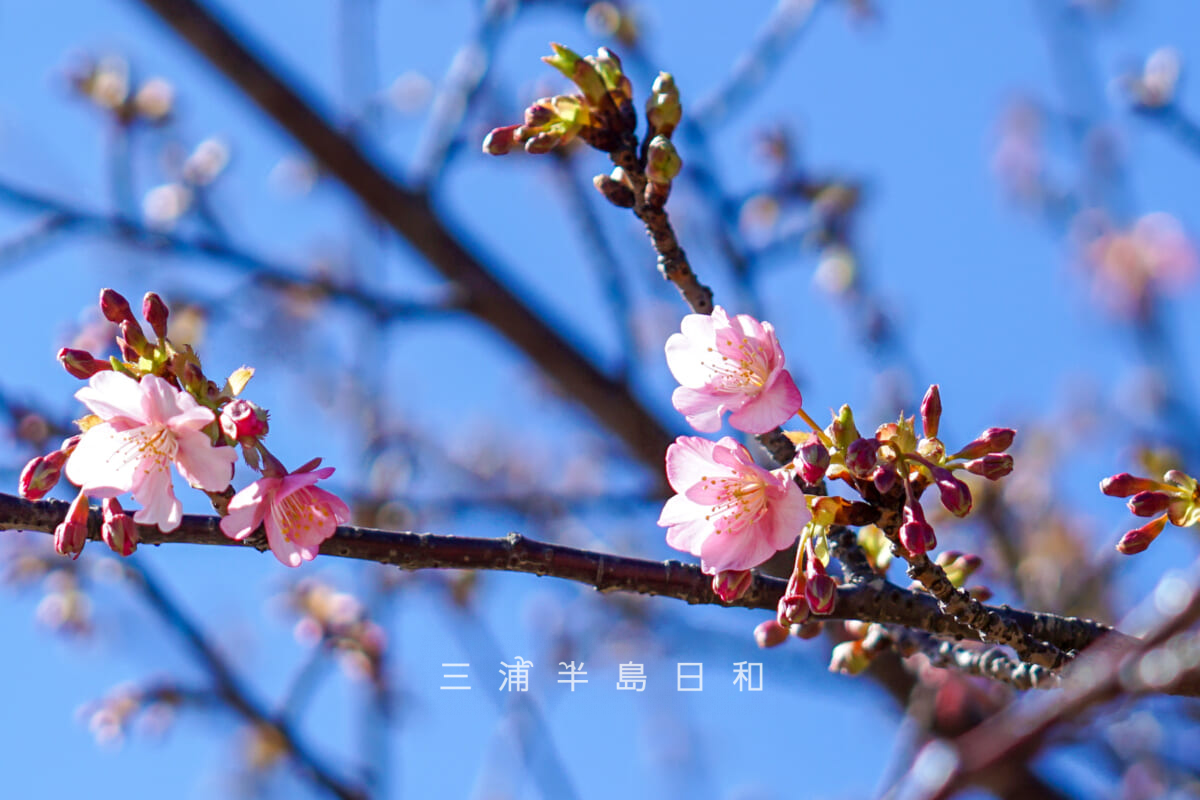 県立観音崎公園-花の広場・咲きはじめた河津桜（撮影日：2025.02.07）