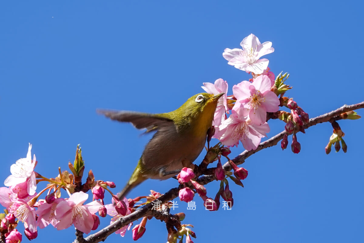 県立観音崎公園-花の広場・忙しそうに河津桜を飛び回るメジロ（撮影日：2025.02.14）