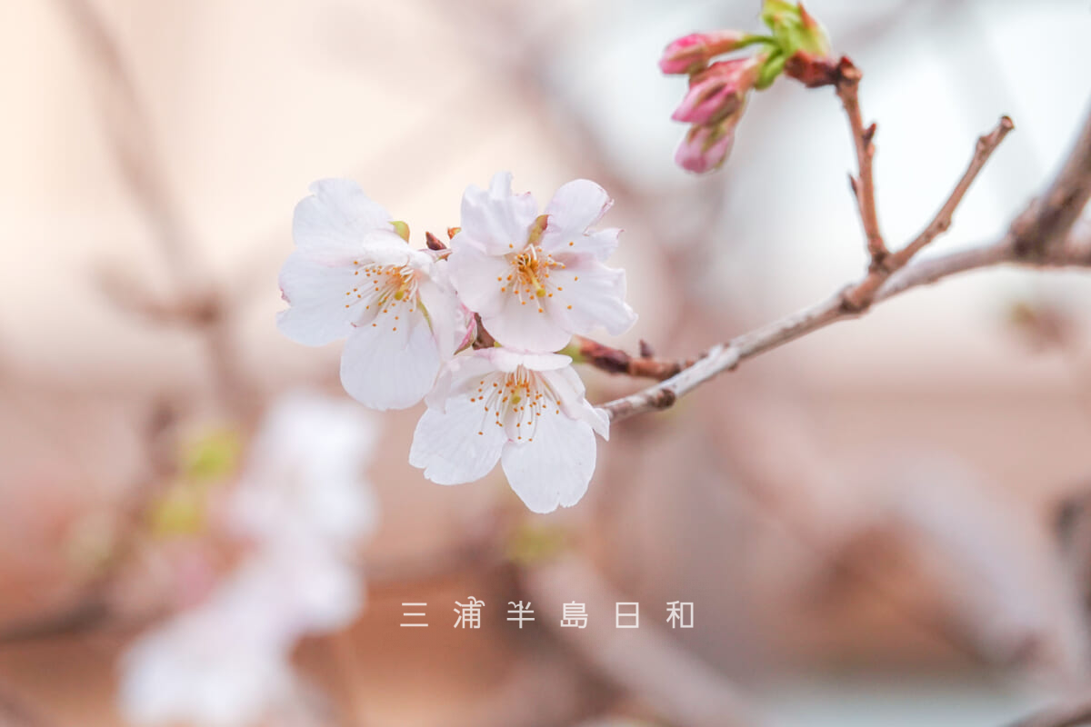 鶴岡八幡宮-若宮大路・咲きはじめの玉縄桜（二の鳥居左手前）（撮影日：2025.02.21）