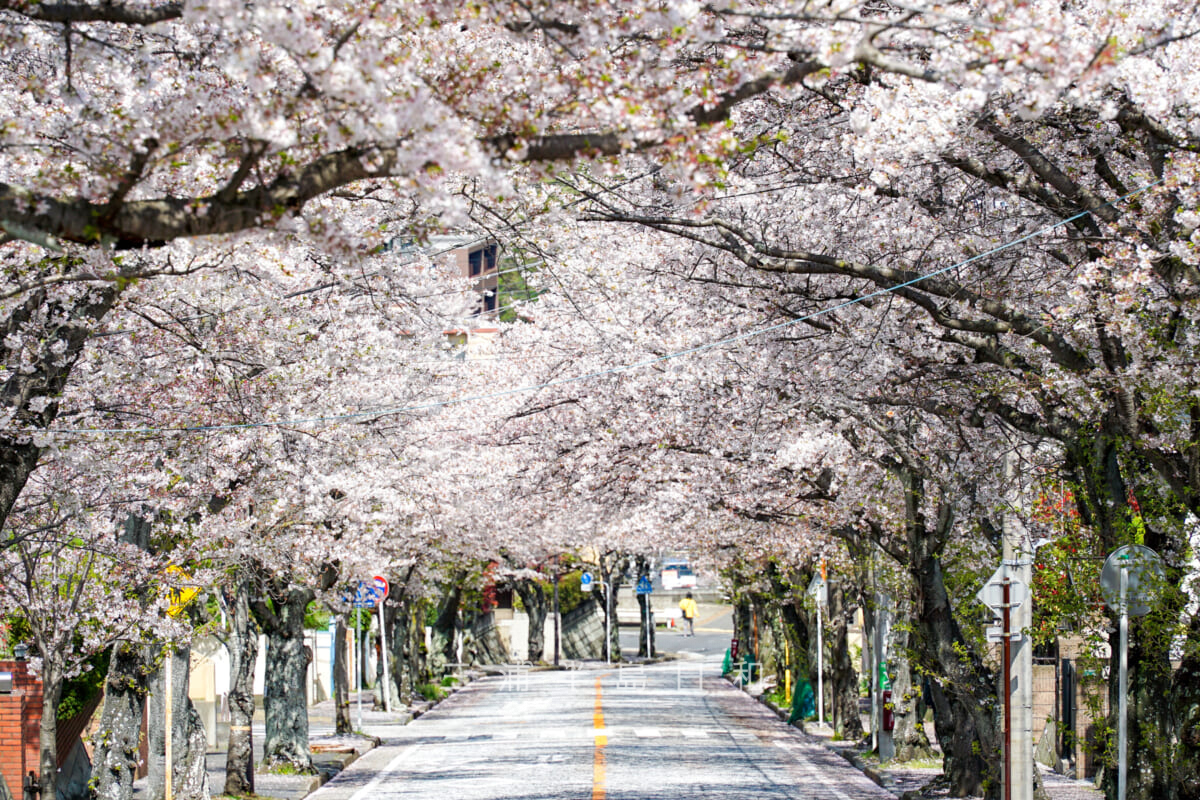 湘南鷹取桜並木・桜のトンネル（撮影日：2023.03.30）