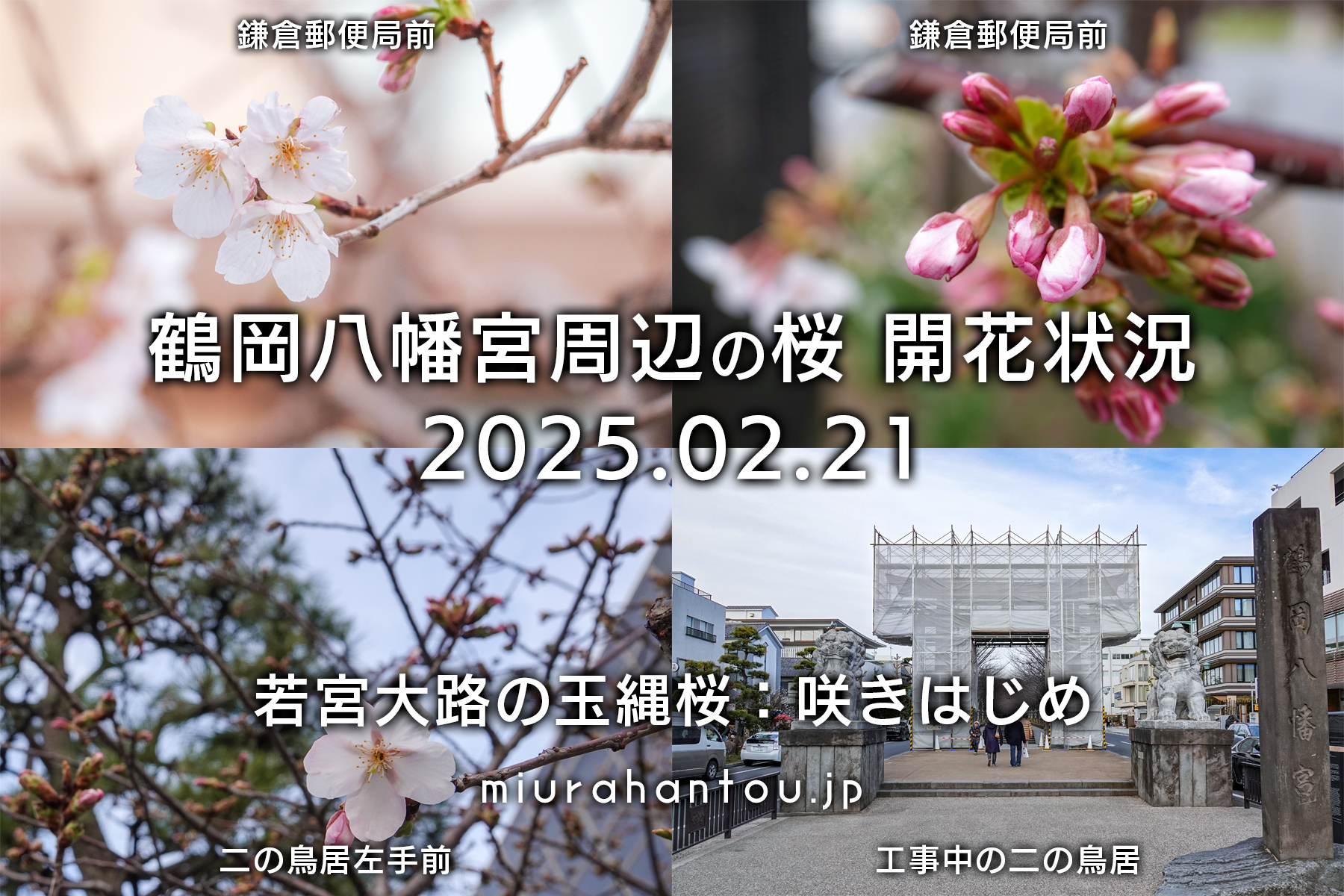 鶴岡八幡宮周辺の桜・開花状況（撮影日：2025.02.21）