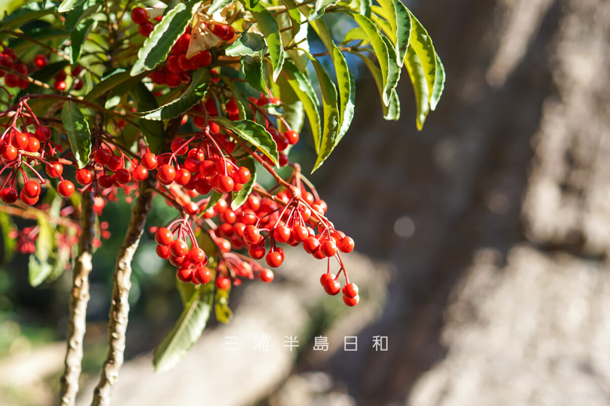 荏柄天神社・御神木前のナンテン（南天）（撮影日：2025.02.07）