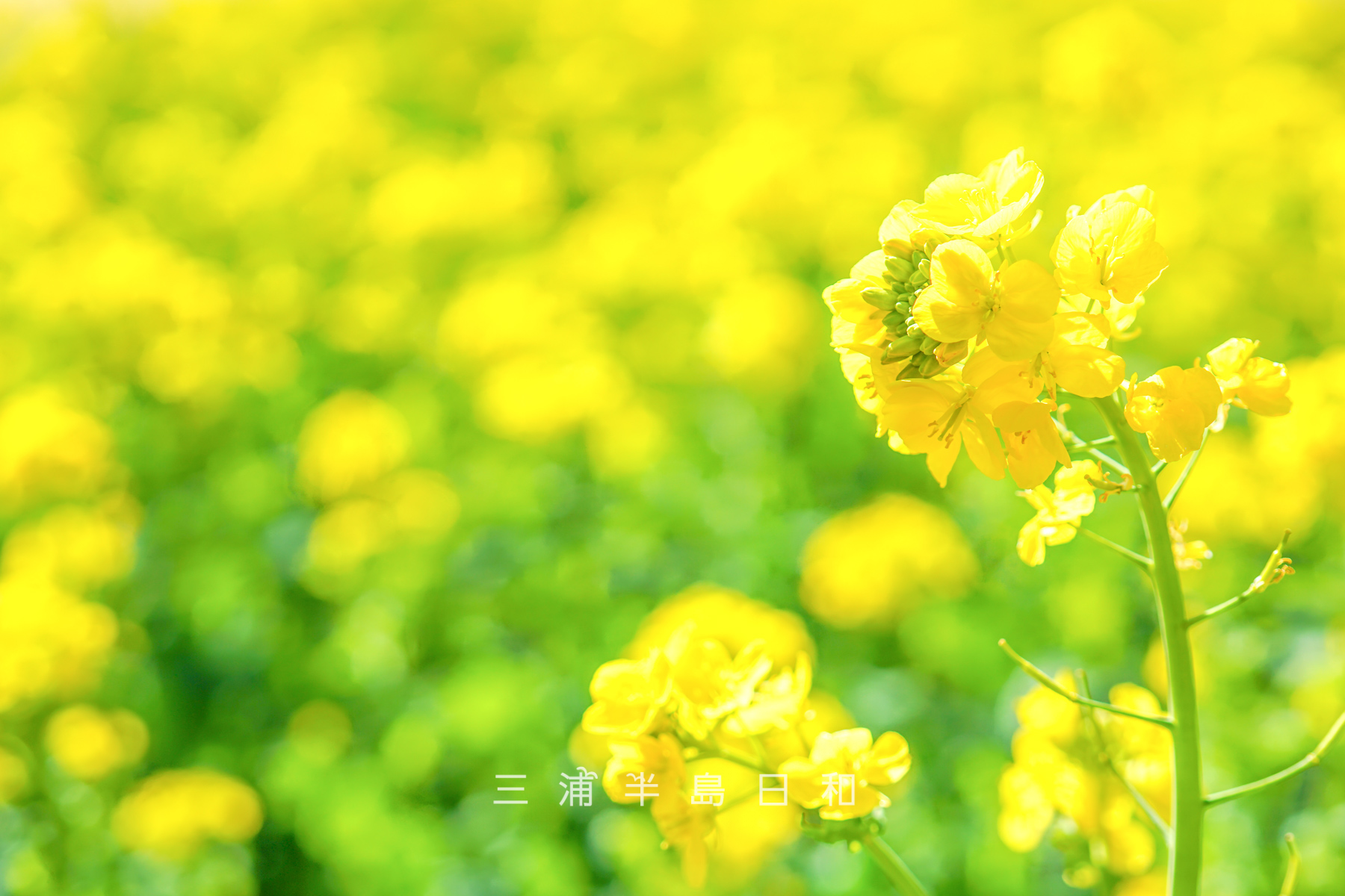 県立観音崎公園-花の広場・見ごろを迎えた菜の花畑（アップ）（撮影日：2025.02.07）