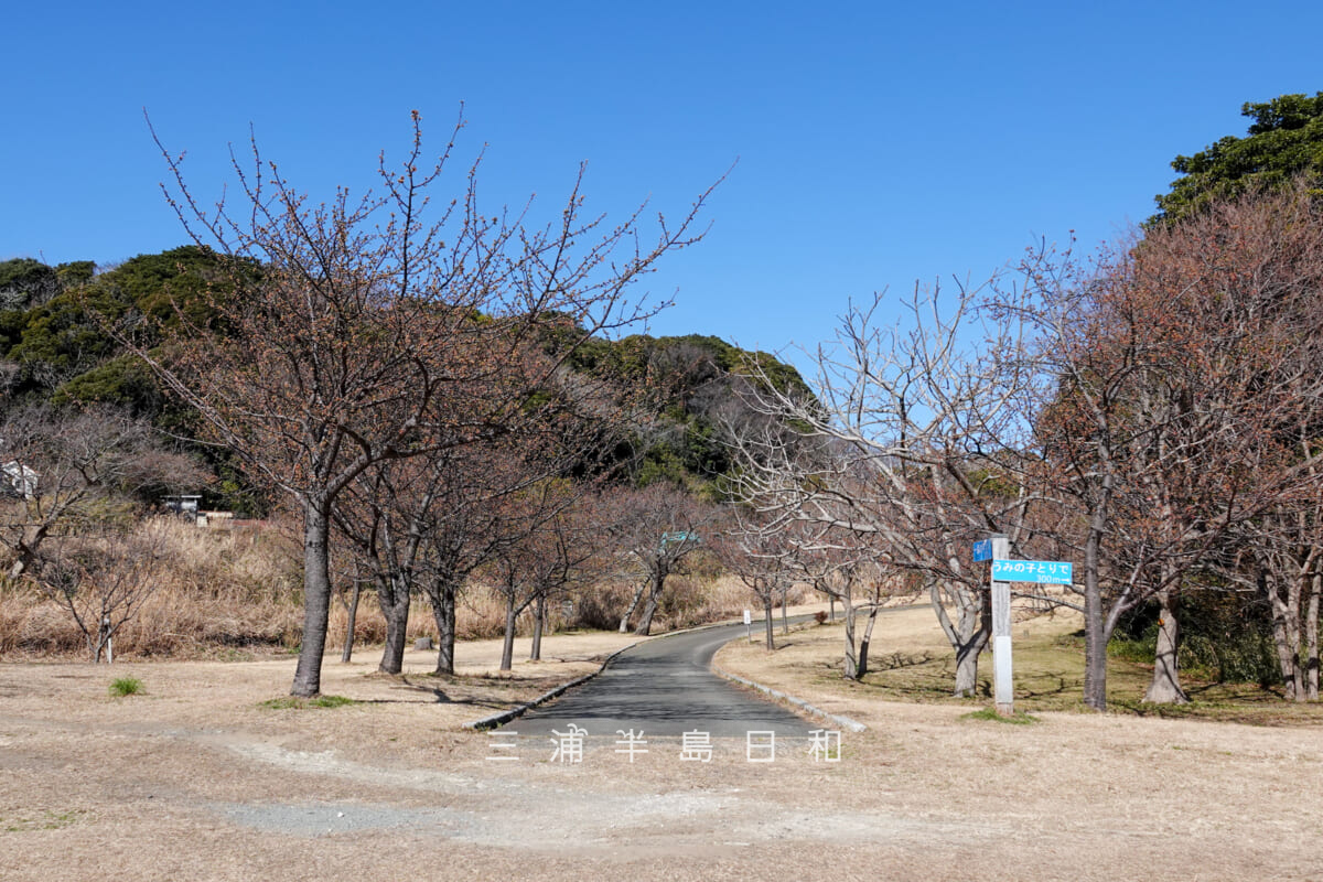 県立観音崎公園-花の広場・わずかに開花しはじめた河津桜エリア（撮影日：2025.02.07）