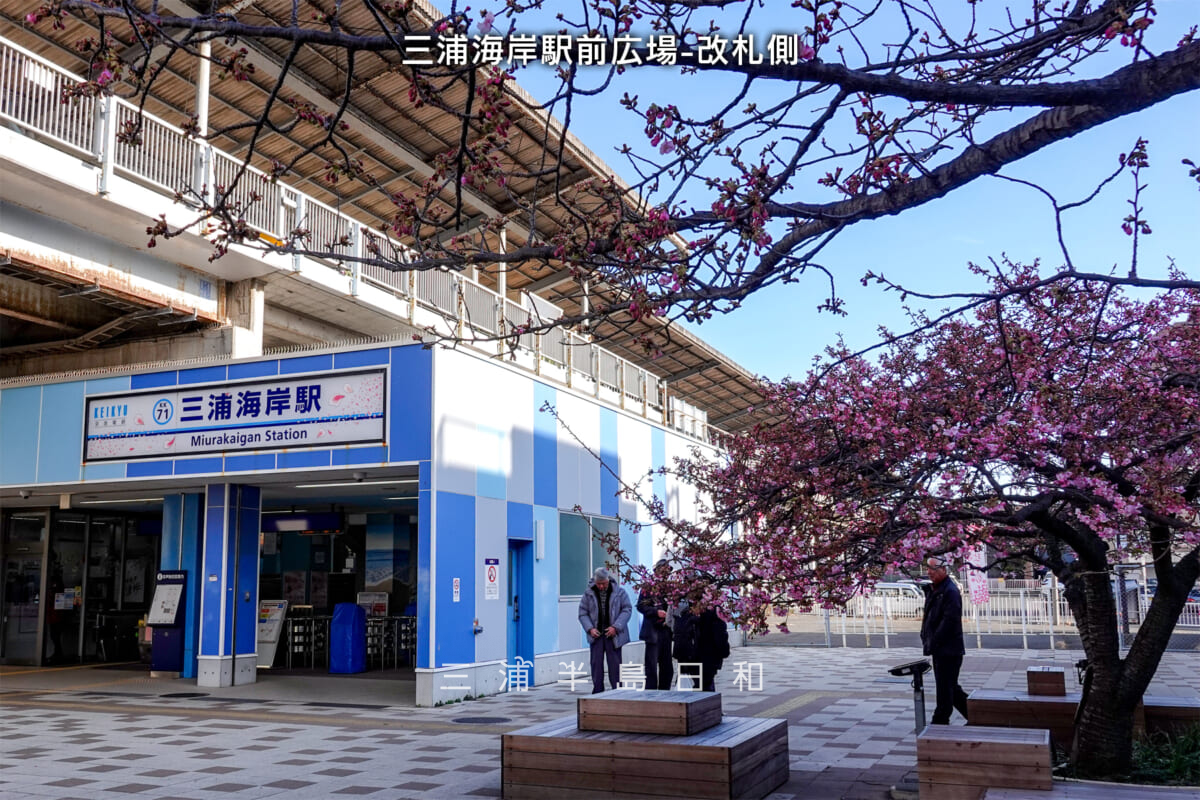 三浦海岸駅前広場-改札側・河津桜開花状況（撮影日：2025.02.21）