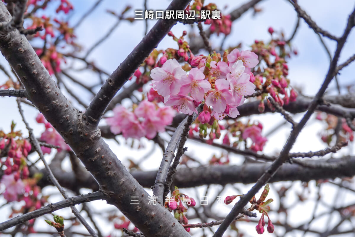 三崎口駅周辺-駅裏・河津桜開花状況（アップ）（撮影日：2025.02.14）