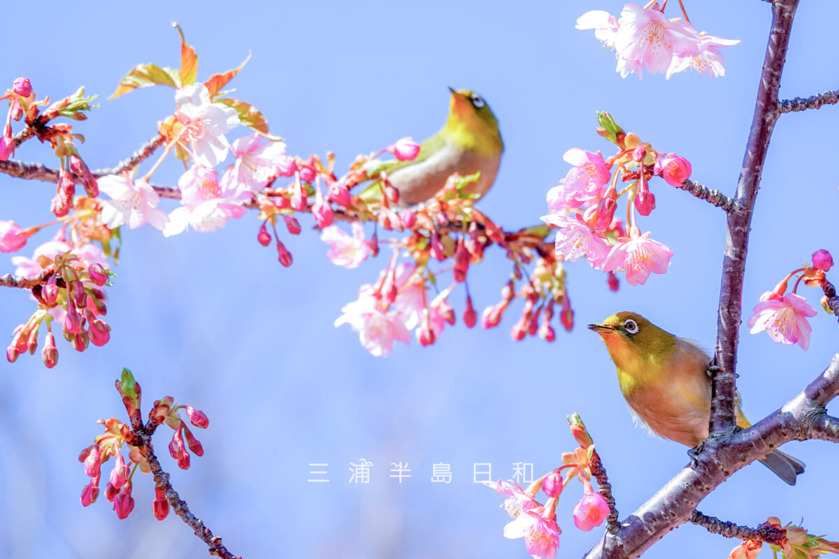 県立観音崎公園-花の広場・河津桜とメジロ（撮影日：2025.02.14）